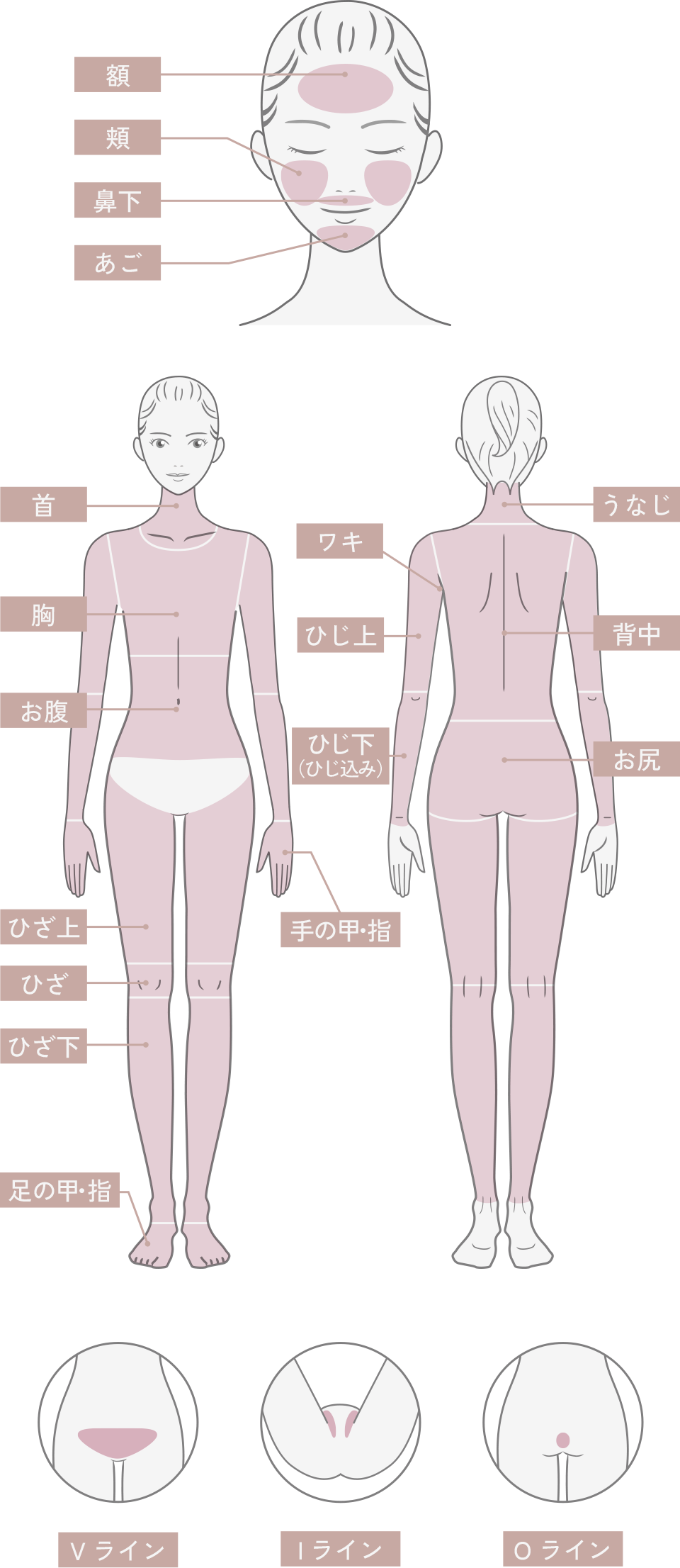 女性医療脱毛 施術対応部位