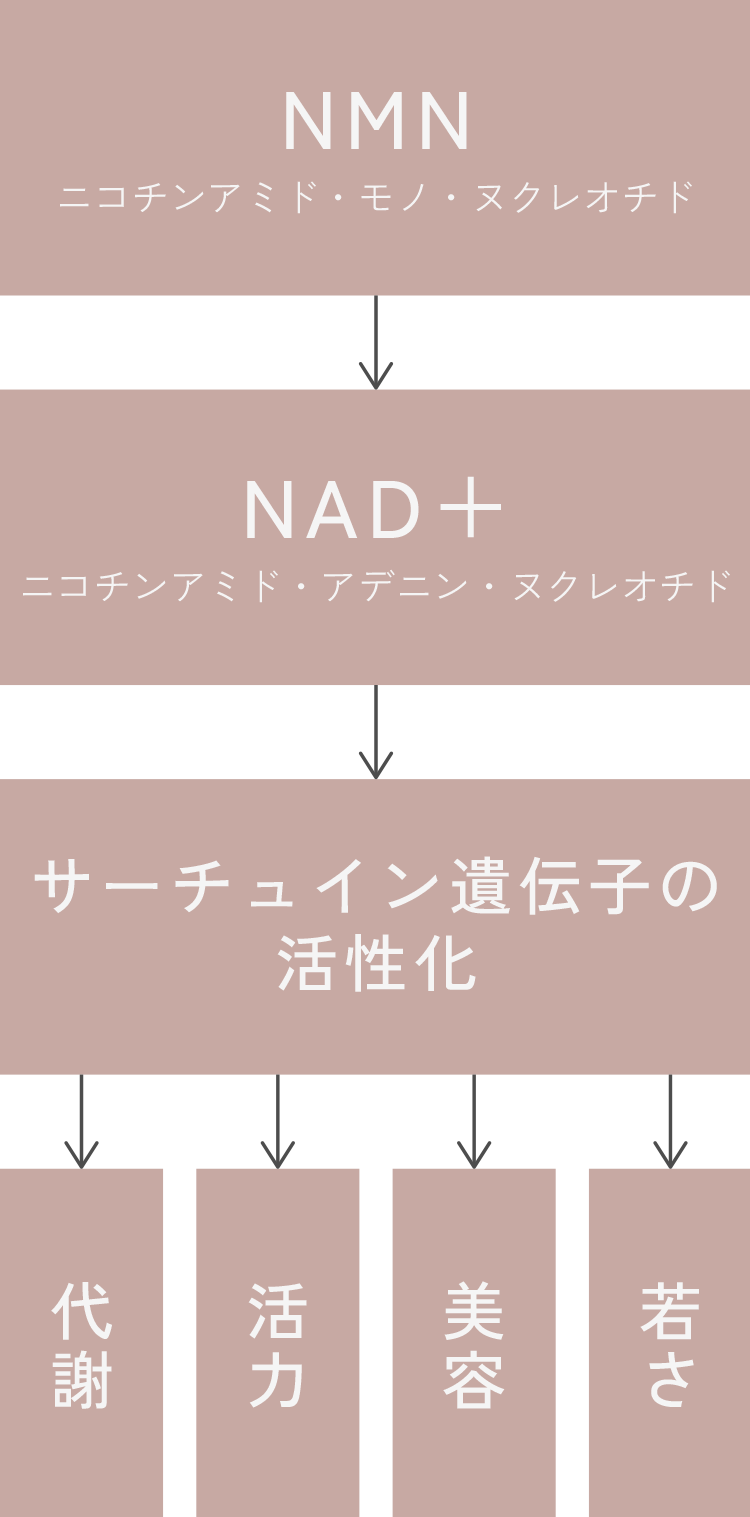 NMNとは?